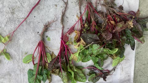 Growing you Swiss chard to seed