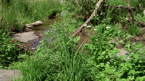 Beavers released in London as part of urban rewilding push