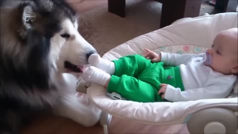 Alaskan Malamute Evo Babysitting (Cute Baby with Cute Dog)