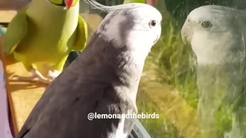 Parrot asks "What are you doing?