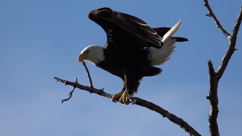 Eagle Video on the Last Day Of 2023