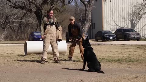 How Military Dogs Are Trained | Boot Camp | Business Insider