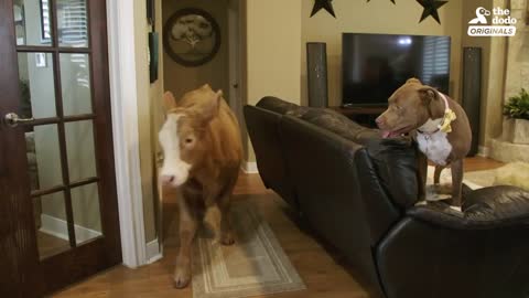 Family Brings Baby Cow Into Their Home During Hurricane | The Dodo: Comeback Kids S02E01