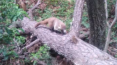 Coati en Chipinque