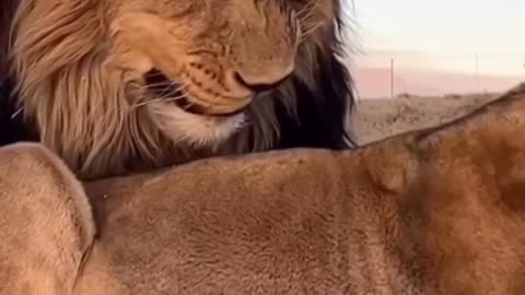 Poor lion🤣🤣🤣🦁