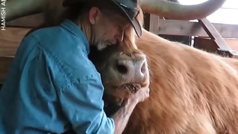 Huge Highlander Hamish Hugs His Owner But Doesn't Hurt Him at All!