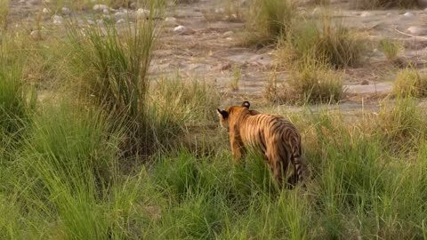 Follow Tiger mums Spotty and as they struggle to keep their new born cubs safe.Part 4