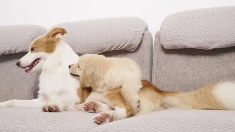 Golden Retriever puppy meet new dog the first 🐶