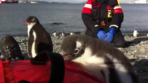 Baby penguin jumps on mans belly