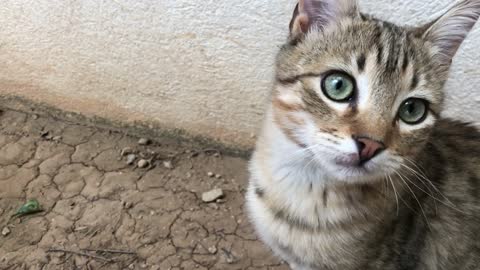 The cat is a cute animal meditating