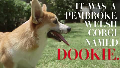 Meet the Queen's Royal Corgis Vanity Fair