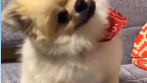 Cute dog with funny reaction