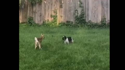 Dog and baby deer playing together having fun in the backyard.