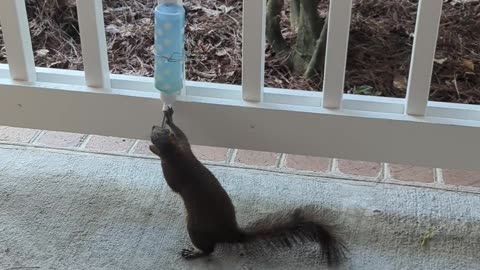 Squirrel Drinks From Porch-Mounted Bottle