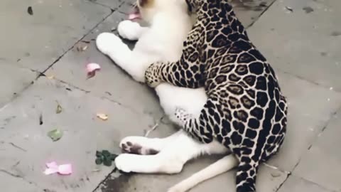 Jaguar and White tiger cudling