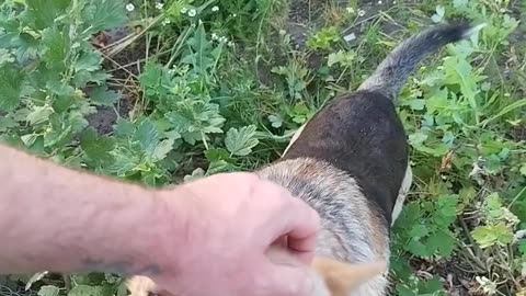 Giving ABANDONED DOG some love in Ukraine #pets #animals #cute #ukrainewar