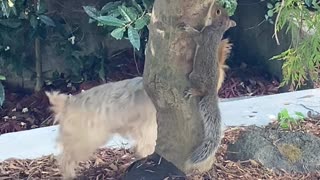 Yorkie Wants to Play with Squirrel