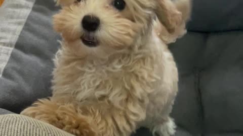 Maltipoo Puppy Playing With Her Owner