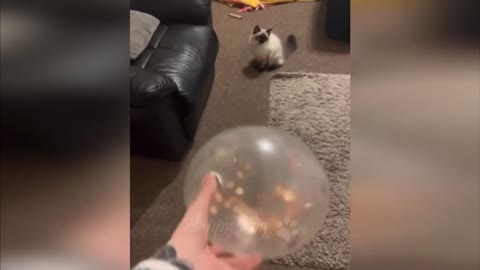 the cat like to play the ball