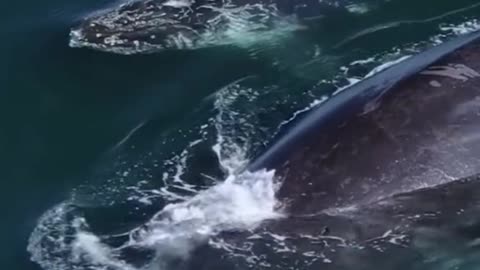 Did you see it? The water out of the whale made a rainbow