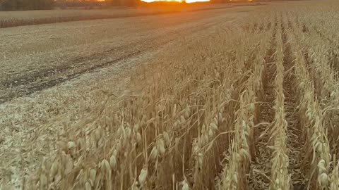 Amazing corn harvest sunset