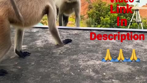 Prank on monkey