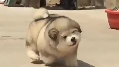 The dog is so fat that its flesh shakes when it walks