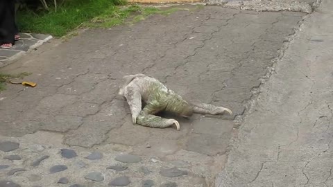 Three-toed sloth crossing the road in Costa Rica