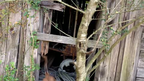 Poodle enthusiastically searches even the rafters for squirrels.