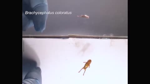 Why can't these frogs jump?