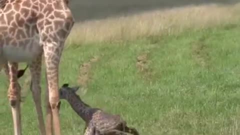 BABY GIRAFFE JUST BORN TAKES HIS FIRST STEPS