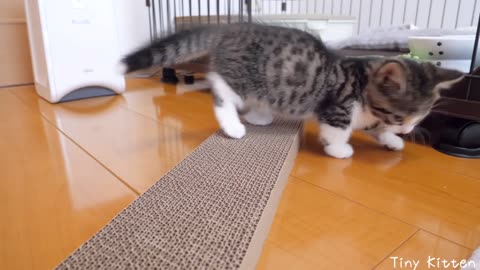 Kitten Coco uses claw sharpener for the first time