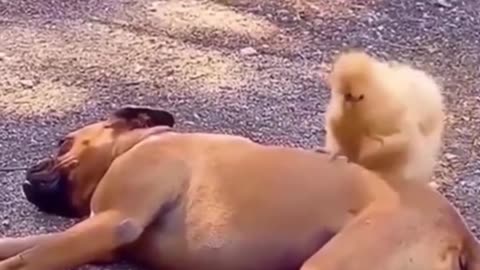 The chicken played tricks on the dog, but the dog did not respond