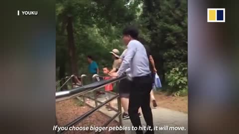 Chinese tourist feeds hippo plastic ba