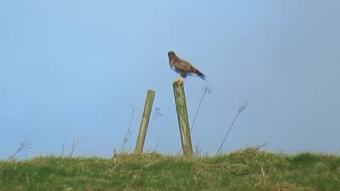 Buzzard on his favourite perch