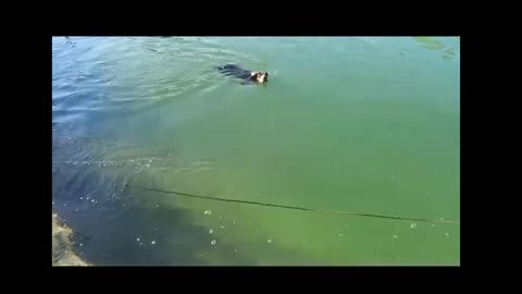 Dramatic Rescue Dog's Incredible Struggle in Deep Pond