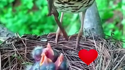 Beautiful video of a mother taking care of her children.