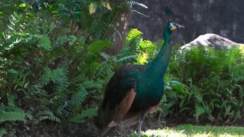 🔥Peacock amazing Video 🔥 very amazing Peacocks 🤗 So cute Peacocks