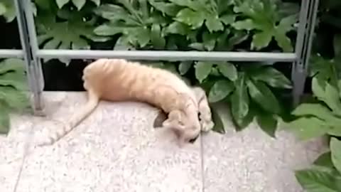 Funny cats viral