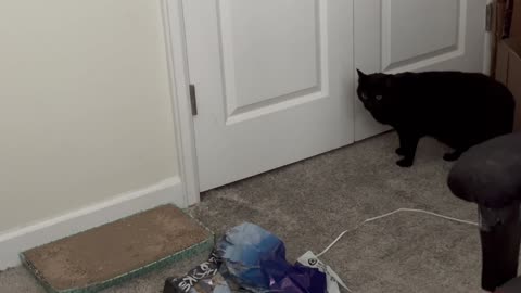 Adopting a Cat from a Shelter Vlog - Cute Precious Piper is a Storage Room Security Guard