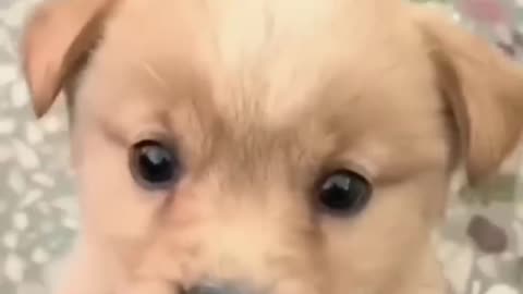 cute dog baby