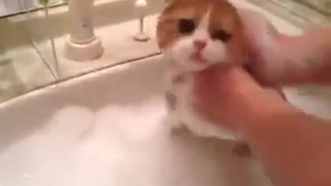 Cat take a shower