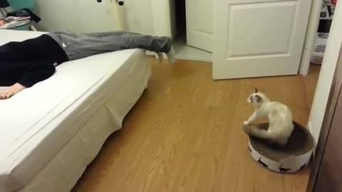 How my cat react when I faking death