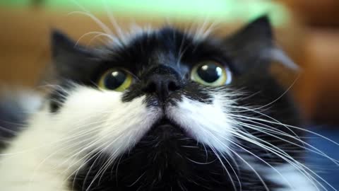 Black and white domestic cat looking curious and snooping lying on blue floor at home