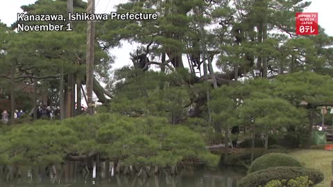 Rope umbrellas put up on trees at Japanese garden