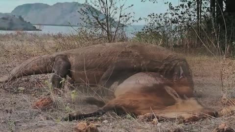 Brutal Hunt: Komodo Dragon Hunts and Rips the Stomachs of Large Animals