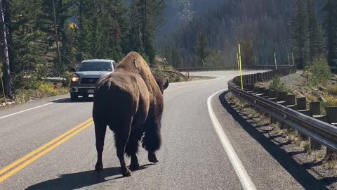 Giant Bison Out For a Walk on a Yellowstone Road