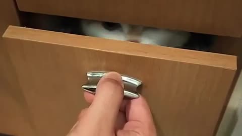 Hiding cat