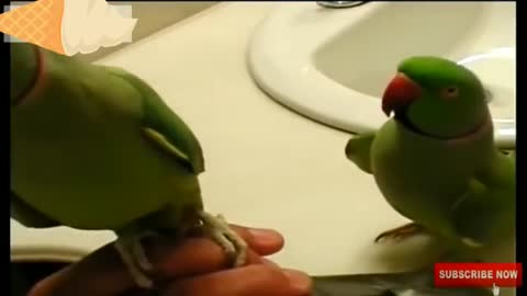 Funny Parrot with funy birds