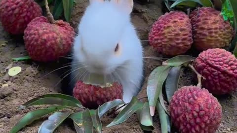 Bunny Banquet: Witness the Delightful Feast of Our Rabbit Friend! 🐰🌿